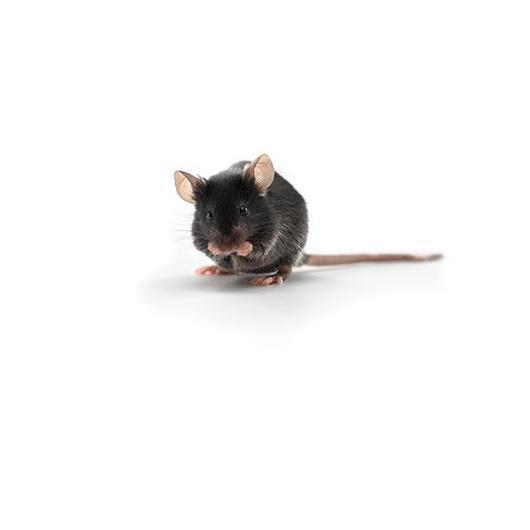 C57BL/6 aged mouse