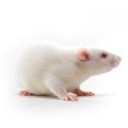 Szczur Spontaneously Hypertensive Rat, SHR