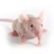 BALBc_nude_mouse.jpg