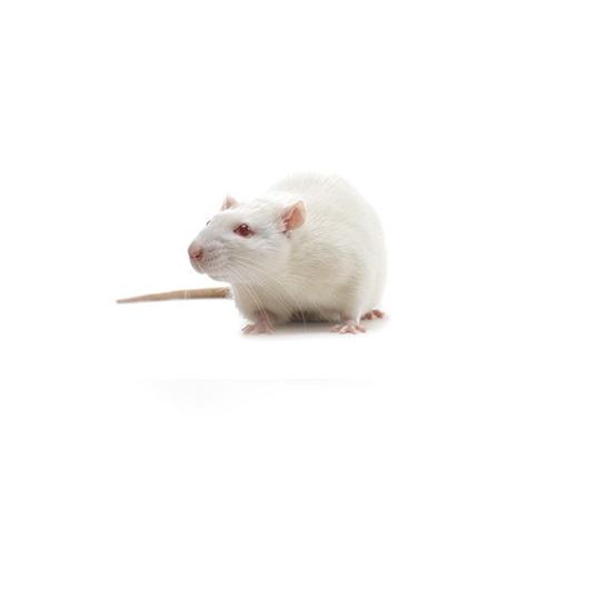 Spontaneously Hypertensive Stroke Prone (SHRSP) rat