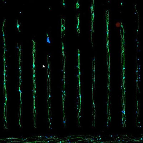 ibitea_14_cells_02