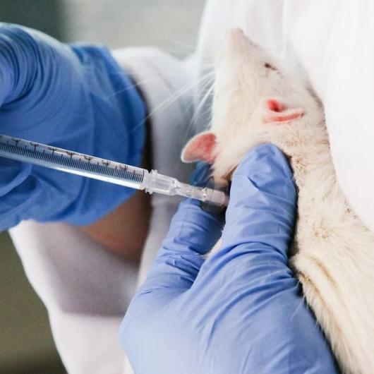 Rat-intravenous-bolus-instech