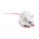 Athymic Heterozygous Mouse (Athymic HE)