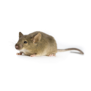 Mysz FVB/NJ, wirus Frienda wywołujący białaczkę typu B NIH Jackson, FVB/N, FVBN
