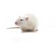Spontaneously Hypertensive Stroke Prone (SHRSP) rat