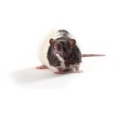 Szczur ZSF1, otyły, ZSF1-LeprfaLeprcp/Crl