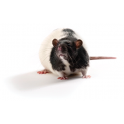 Szczur ZDSD, Zucker Diabetic Sprague Dawley, ZDSD/PcoCrl