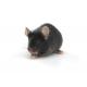 C57BL/6 germfree laboratory mouse