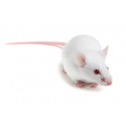 Heterozygotyczna mysz atymiczna (Athymic HE), Crl:NU(NCr)-Foxn1nu