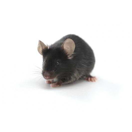 C57BL/6 germfree laboratory mouse