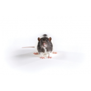 Szczur ZSF1 (szczupły), ZSF1-LeprfaLeprcp/Crl
