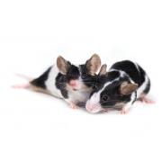 Pasza bytowa dla myszy i szczurów
