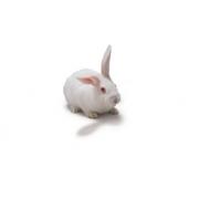 Biały królik nowozelandzki, Crl:KBL(NZW)