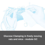 Kurs zakładania zacisku glukozowego u swobodnie poruszających się szczurów oraz myszy - moduł GC