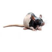Szczur RNU Nude, Crl:NIH-Foxn1rnu